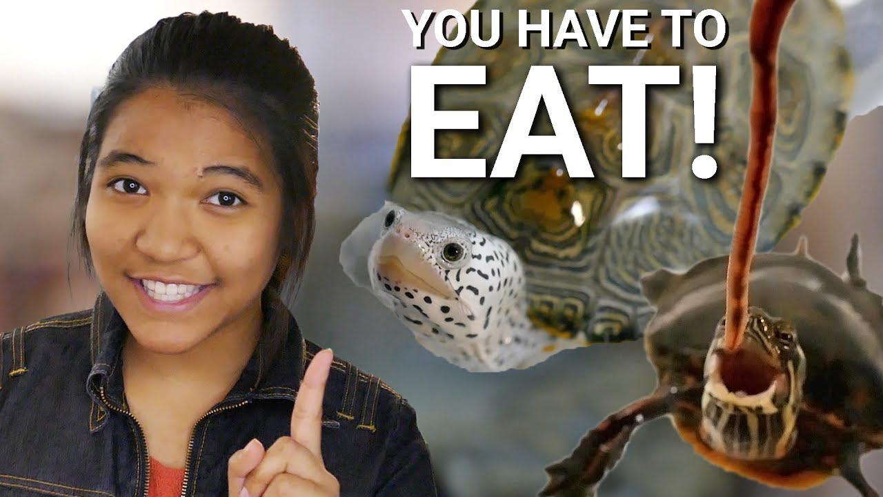 Combien De Temps Peut Rester Une Tortue Sur Le Dos