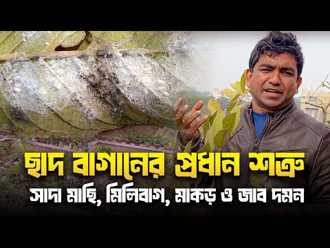 ছাদ বাগানের প্রধান শত্রু- সাদা মাছি ( whitefly), মিলিবাগ( Mealybugs),মাকড়(mites) ও জাব( aphid) দমন