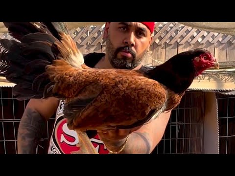 Boles Hennie Jumper Clement Grey - Savala Fowl Modesto California Beautiful Birds 🇺🇸🇲🇽