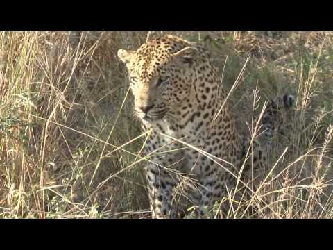 safari.tv diary - 8 june 2010