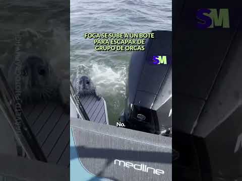 Foca salta hacia una embarcación mientras es perseguida por orcas en mar abierto