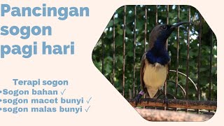 Download lagu PANCINGAN SOGON PAGI HARI SANGAT COCOK UNTUK TERAPI SOGON BAHAN & SOGON MALAS BUNYI AGAR CEPAT GACOR mp3 Download lagu PANCINGAN SOGON PAGI HARI SANGAT COCOK UNTUK TERAPI SOGON BAHAN & SOGON MALAS BUNYI AGAR CEPAT GACOR mp3