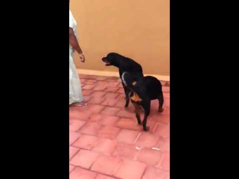 Mike nd Mika my dogs...-Anu Ragini