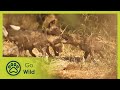 Wild Dogs Africa S Wild Wonders Go Wild