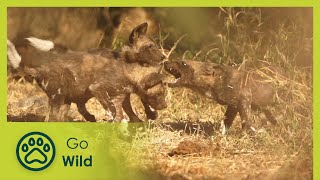 Wild Dogs - Africa's Wild Wonders - The Secrets of Nature