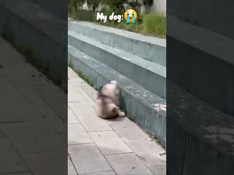 My friends dog vs. my dog 🐶😭 #funny #pets #funnyshorts #funnycute #viralshorts