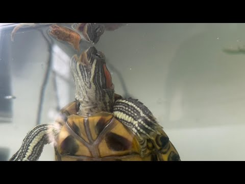 Red Eared Slider Feeding Guide (What to feed and how much/often)