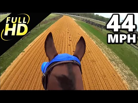 Jockey Cam Horse FAST Galloping 44mph. GoPro