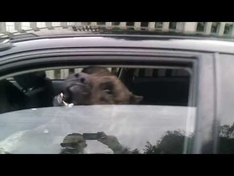 Dogo Canario - best guard dog.