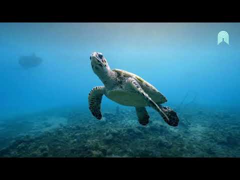 FREE Real Estate Investment Guide for Lombok, Indonesia! 🏝️