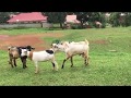 Screaming Goat Interested In Female Goat