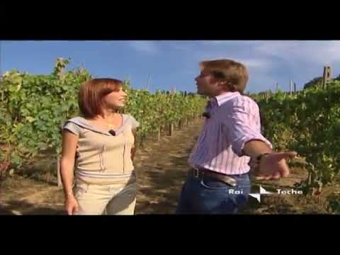 Linea Verde 2008 - Cantina di Petreto