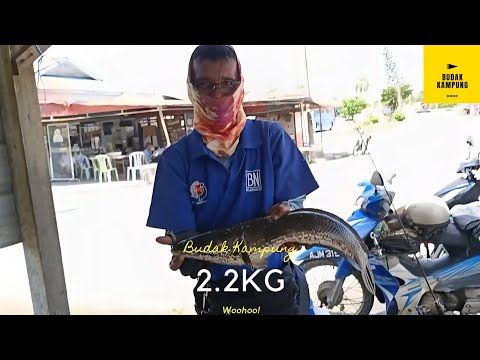 REZEKI HARUAN 2.2KG! - Haruan liar tarikan luar biasa!! UMPAN KATAK memang Killer! (Part 36)