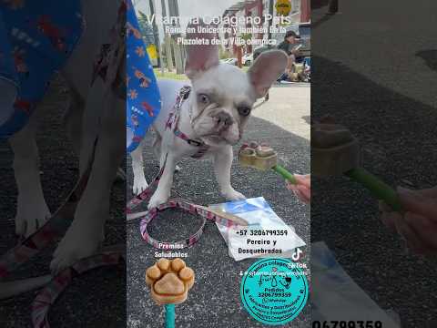 @vitaminacolagenopets  #tiktok #colageno #helados #pereira #dosquebradas #risaralda #viral #shorts
