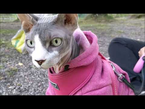 Walking outside with a sphynx cat