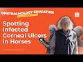 Spotting Infected Corneal Ulcers In Horses Depth Edema And Iris Prolapse
