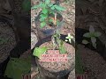 Peran Penting Unsur Hara Calsium Pada Cabe Rawit Tanaman Pertanian Berkebun