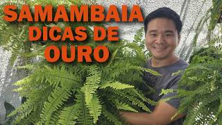 Miniatura do vídeo