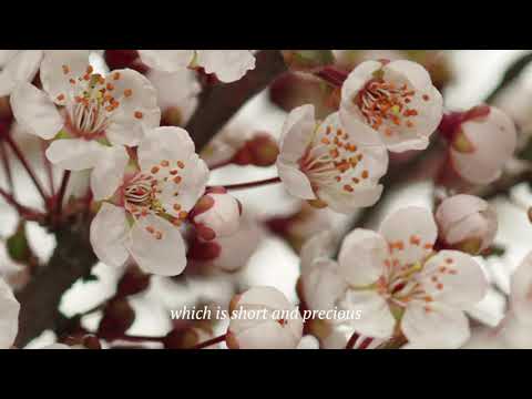Rituals The Ritual Of Sakura Renewing Kūno Scrub video