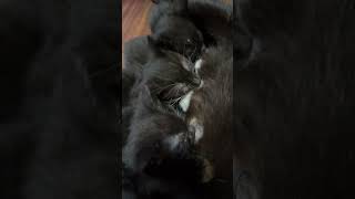 #trending #viral #shorts #youtubeshorts #fyp #subscribe #butifyoucloseyoureyes #kitten #cats #cat 