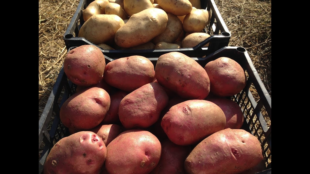 Заморозки картофель. Картофель беллароза. Ящик для картофеля в погреб. Сорта картофеля для хранения на зиму. Крупный картофель.