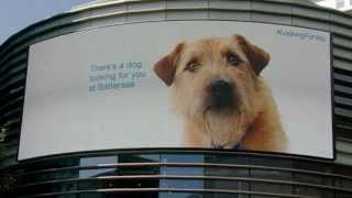 Battersea Dogs & Cats Home: Looking For You