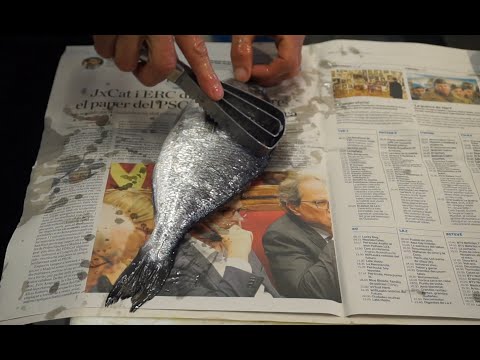 Fishmonger cutting a BEAUTIFUL Gilt-head Porgy/Bream (Sparus aurata). | ASMR