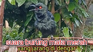 Download lagu SUARA TEMBAKAN BURUNG CUCAK KELING COCOK TO PANCINGAN DAN PIKAT mp3