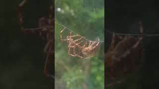 Web rage? What are these spiders doing, my own footage