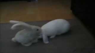 Funny Rabbit - Claps His Ears Funny Animal,Animals playing,Funny Videos of Animals