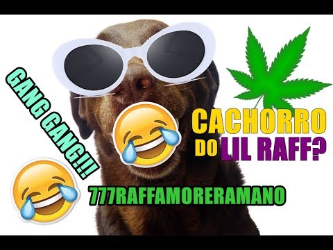 GSNUMIC MEMES - Cachorro fã de Raffa Moreira?!!! HAHAHA (Meme de cachorro!!!)