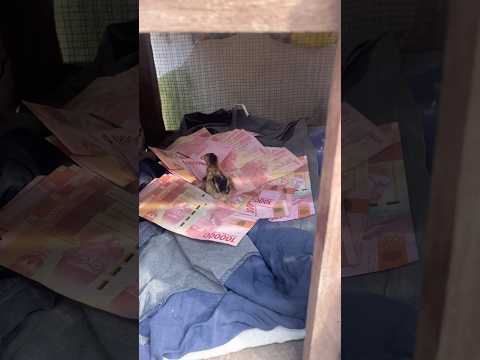 Ayamku udah lahir cuy #komedi #alanofficial #lucu