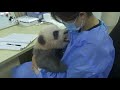 Baby panda thirsty of cuddles, hugs and kisses from nanny