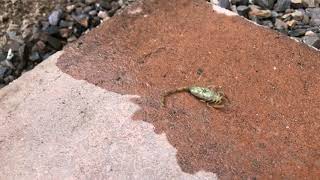 Eliminate Scorpions Arizona (Richardson Pest Management)