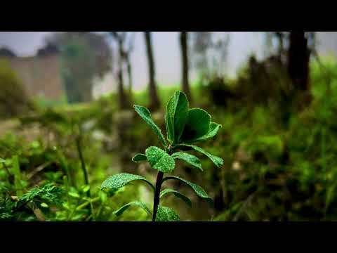 Bannu Unveiled in 4K: Cinematic Nature Experiments and Local Beauty