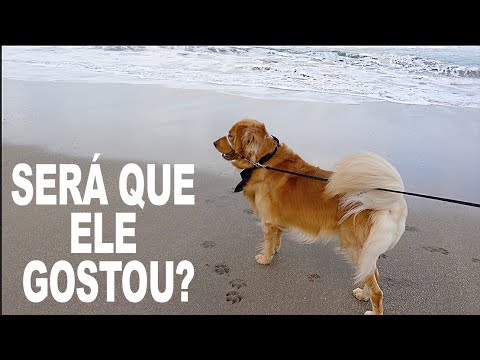 Nosso Golden Retriever Primeira Vez na Praia - Priscila Guedes