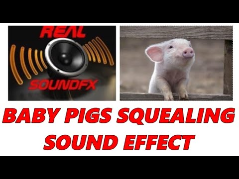 Baby pigs squealing sound effect - realsoundFX