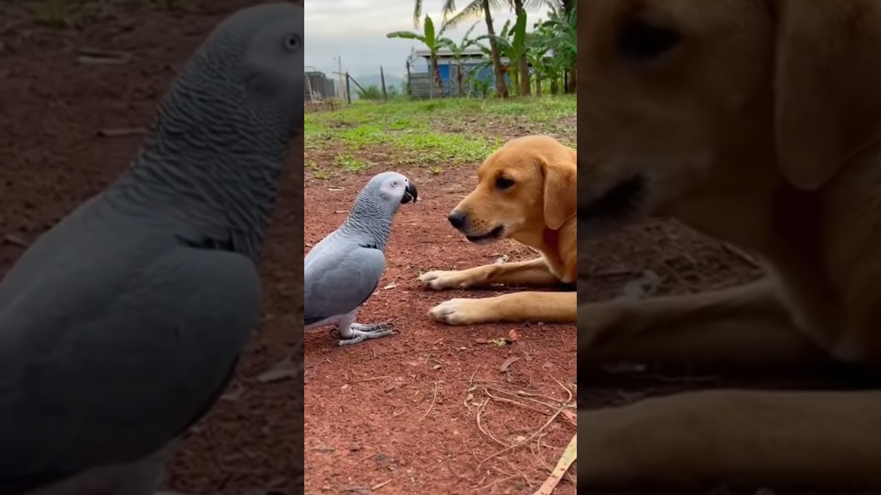 หาเรื่องขิต #นกแก้วเกรย์ #greyparrot