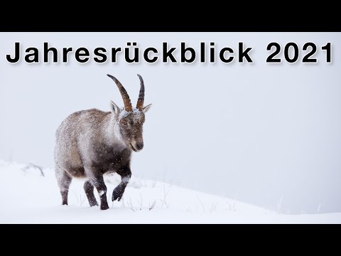 Meine besten Erlebnisse und Fotos in der Natur - Jahresrückblick 2021