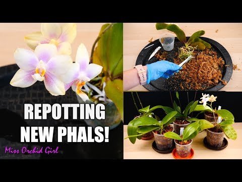 Phalaenopsis Orchids Repotting Party 🎉 - New Orchids in new Pots!