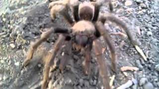 preview picture of video 'Big Desert Spider'