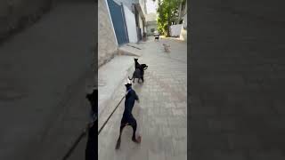 Doberman Man Puppy Playing Puppy 😈 #shorts #dog #dogs #new