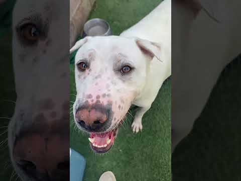 Freckles, Rainey, Blue, Kay, Speed, Doc Martin, Cheyanne