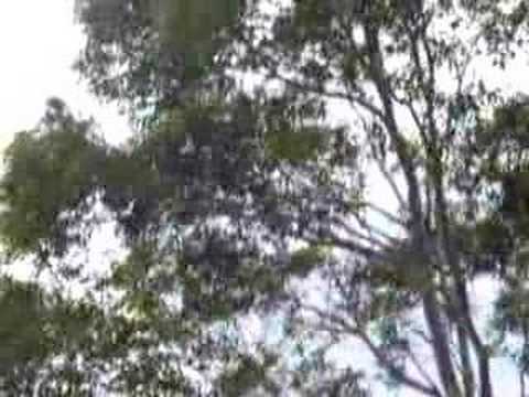 Kookaburra Singing in our Gum Tree