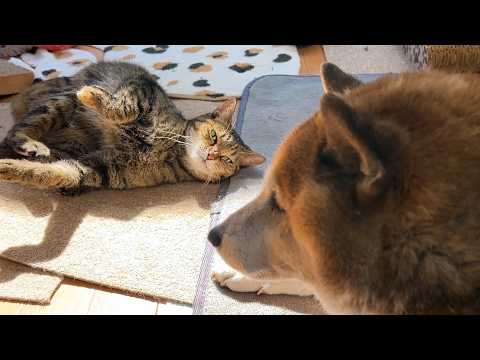 youtube-動物記事1970/01/01 09:00:00