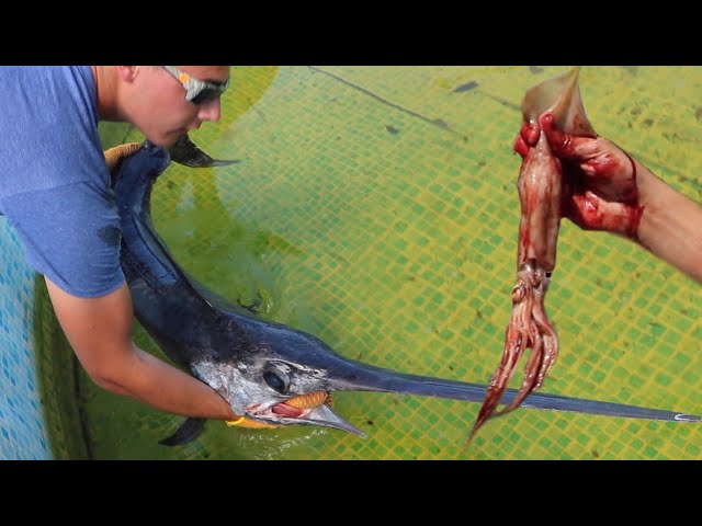 SWORDFISH Eats MASSIVE Squid & JAWS Takes IT!! **Awesome**