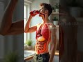 What Happens Inside Your Body When You Drink Soda | 3D Human Anatomy Animation