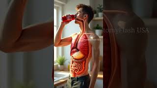 What Happens Inside Your Body When You Drink Soda | 3D Human Anatomy Animation