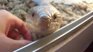 THE FRENZY OF STOCKY DOCKSVILLE