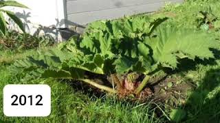 Gunnera manicata